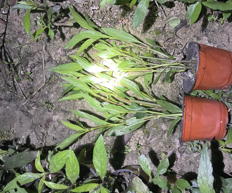 翠芦莉
