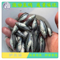 鱼苗优质鲈鱼苗淡水加洲鲈鱼路亚大口黑鲈鱼苗