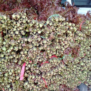 沂蒙山野生头茬红香椿马上要上市了，欢迎来采购