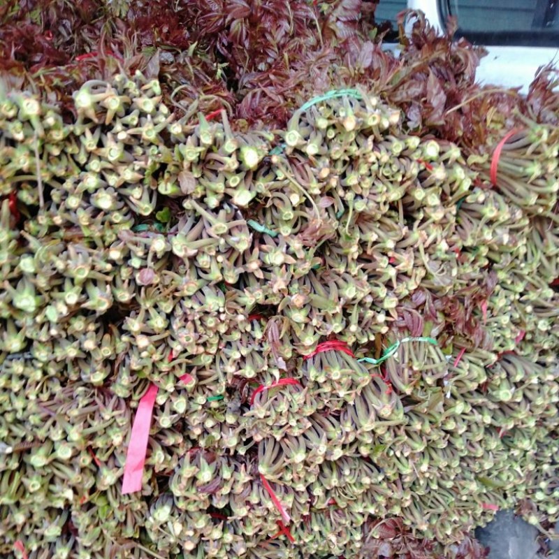 沂蒙山野生头茬红香椿马上要上市了，欢迎来采购
