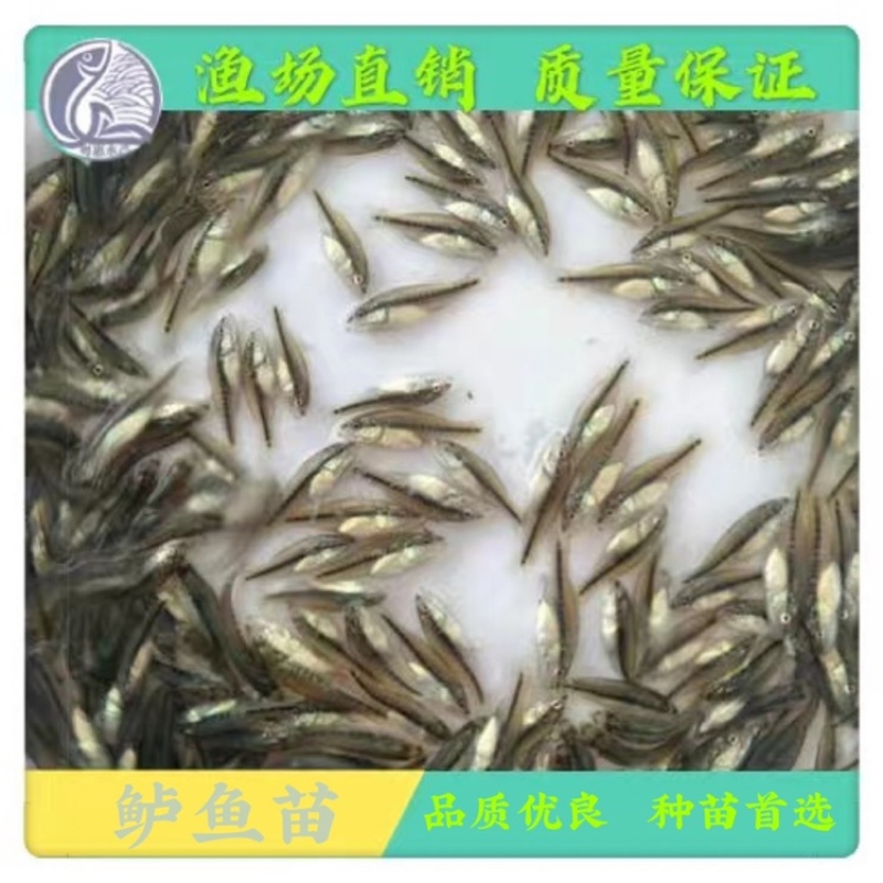 鱼苗优质鲈鱼苗淡水加洲鲈鱼路亚大口黑鲈鱼苗