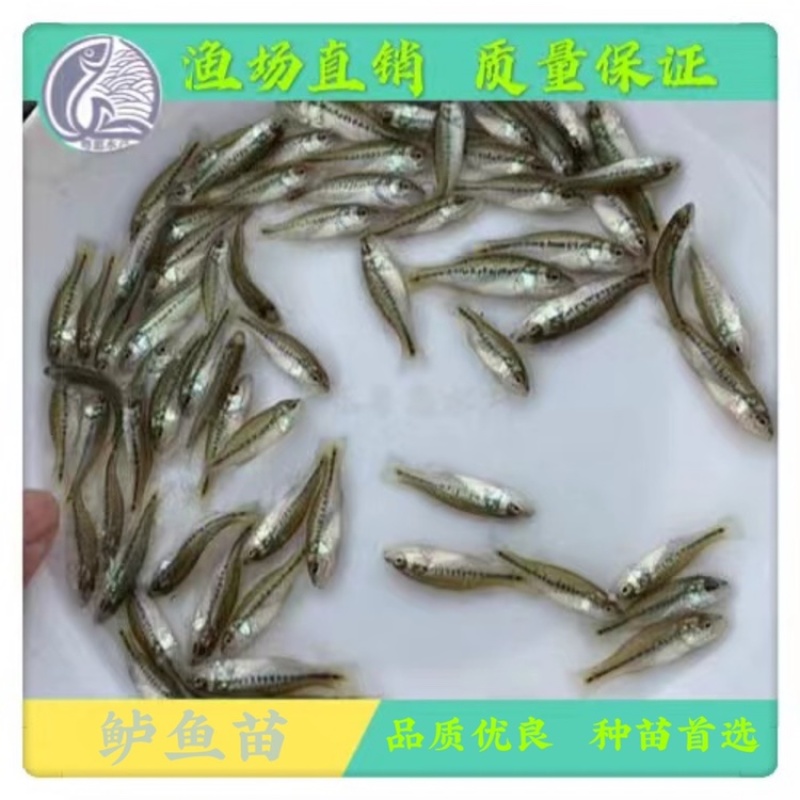 鱼苗优质鲈鱼苗淡水加洲鲈鱼路亚大口黑鲈鱼苗