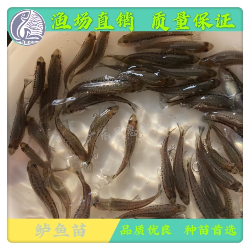 鱼苗优质鲈鱼苗淡水加洲鲈鱼路亚大口黑鲈鱼苗