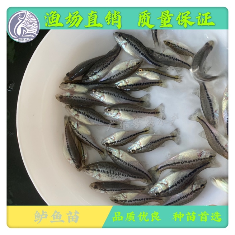 鱼苗优质鲈鱼苗淡水加洲鲈鱼路亚大口黑鲈鱼苗