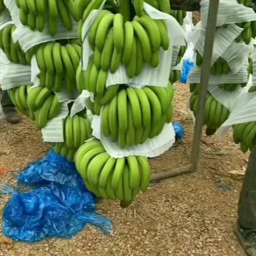 武鸣香蕉,基地蕉,电商蕉,散蕉,价美物廉,代办十年经验