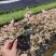 花叶络石漳州基地直销五斤袋七斤袋