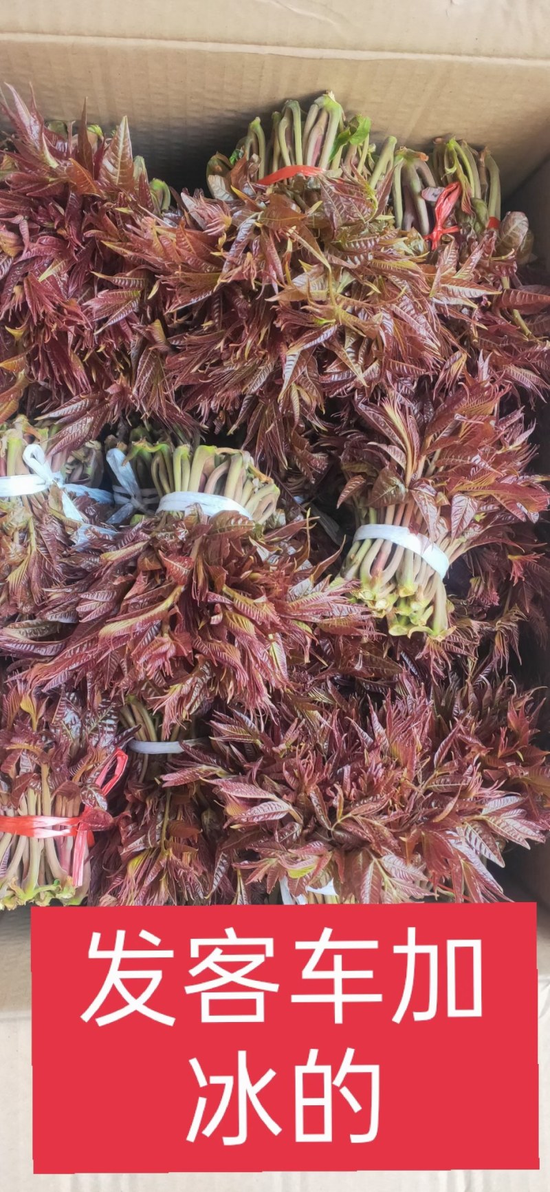 沂蒙山野生头茬红香椿马上要上市了，欢迎来采购