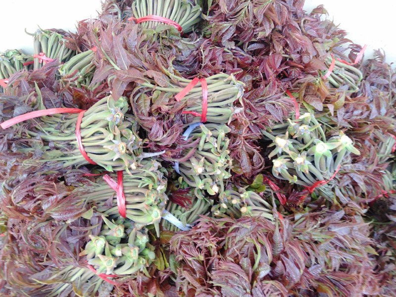 沂蒙山野生头茬红香椿马上要上市了，欢迎来采购