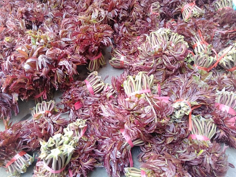 沂蒙山野生头茬红香椿马上要上市了，欢迎来采购