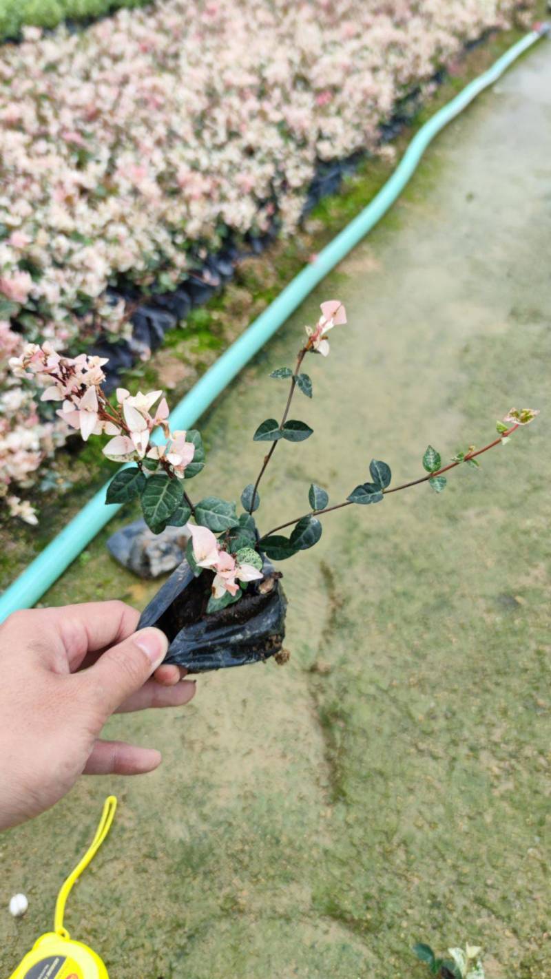 花叶络石漳州基地直销五斤袋七斤袋