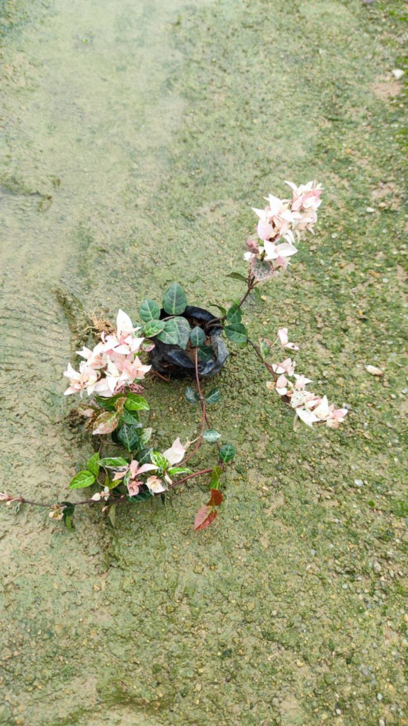 花叶络石漳州基地直销五斤袋七斤袋