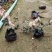 花叶络石漳州基地直销五斤袋七斤袋