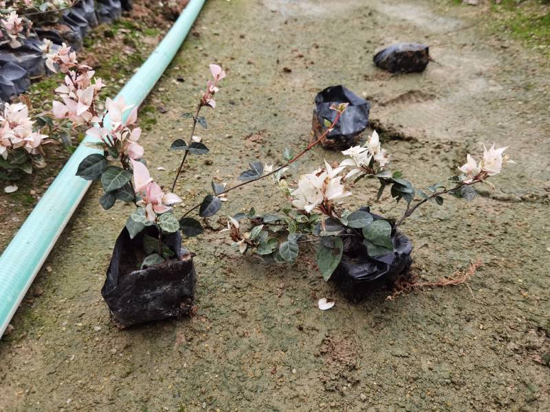 花叶络石漳州基地直销五斤袋七斤袋