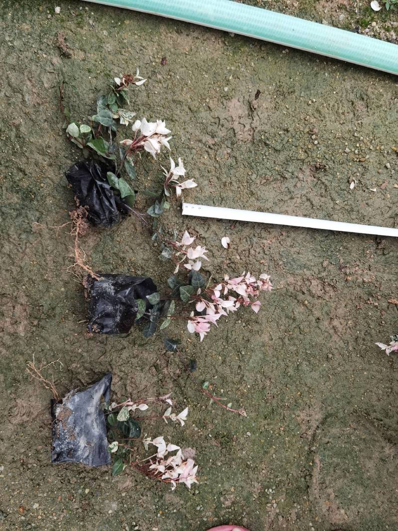花叶络石漳州基地直销五斤袋七斤袋