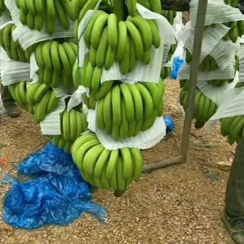 武鸣香蕉,基地蕉,电商蕉,散蕉,价美物廉,代办十年经验