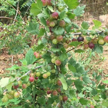 灯笼果苗1-3年苗产量高耐储运当年结果成活率高