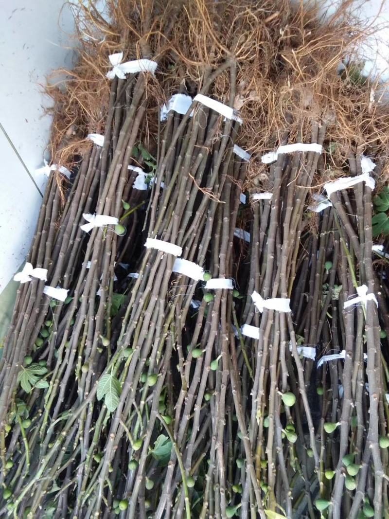 威海荣成特产威海青皮无花果树苗根系发达