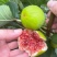 威海荣成特产威海青皮无花果树苗根系发达