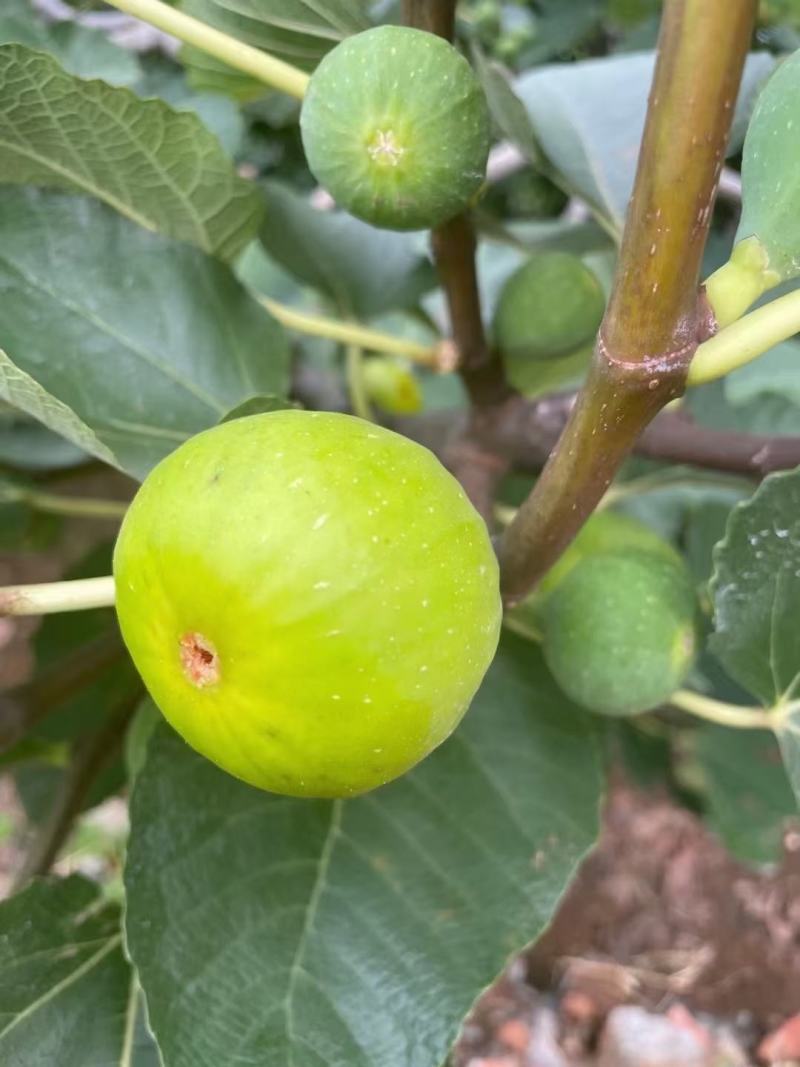威海荣成特产威海青皮无花果树苗根系发达
