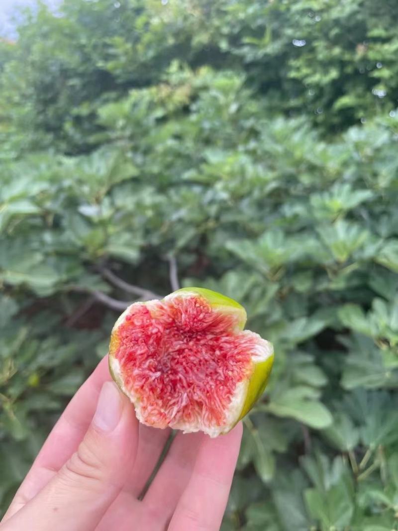 威海荣成特产威海青皮无花果树苗根系发达