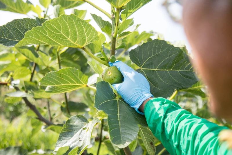 威海荣成特产威海青皮无花果树苗根系发达