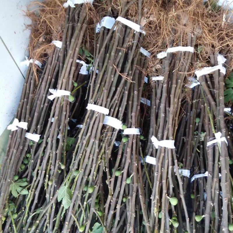 威海荣成特产威海青皮无花果树苗根系发达