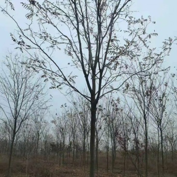 香花槐
