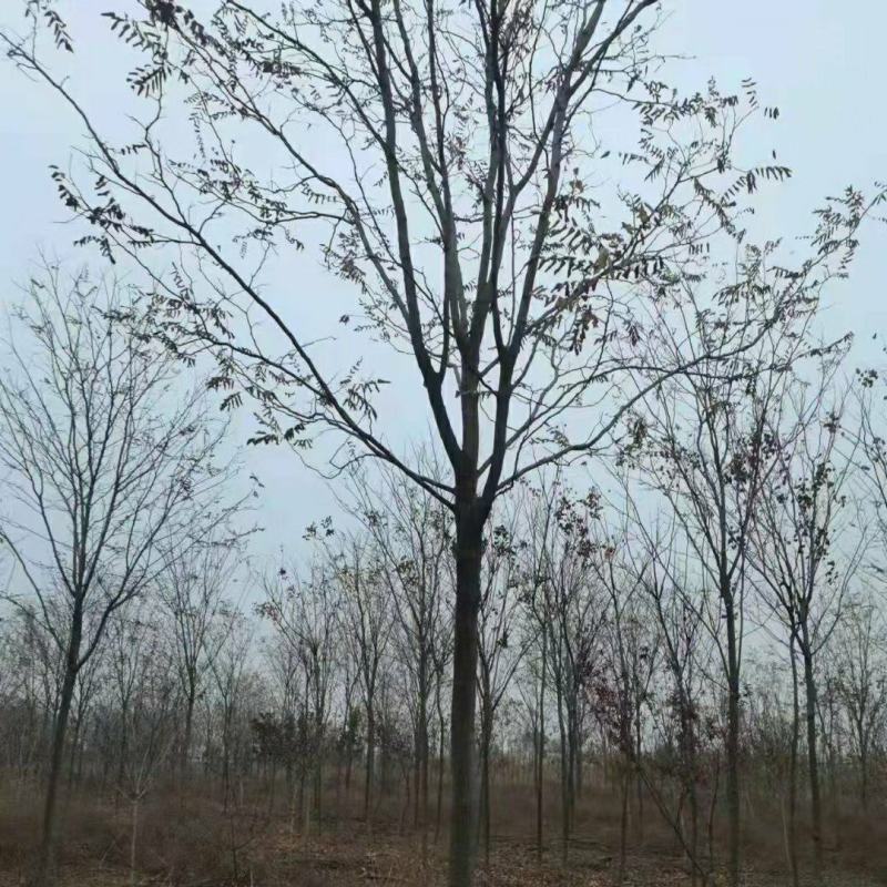 香花槐