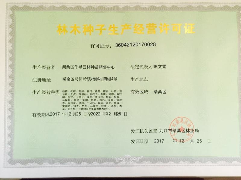 新采竹柏种子优质竹柏种子四季常青树种子带皮竹柏种子