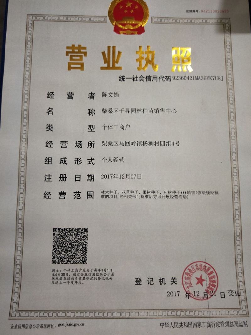 新采竹柏种子优质竹柏种子四季常青树种子带皮竹柏种子