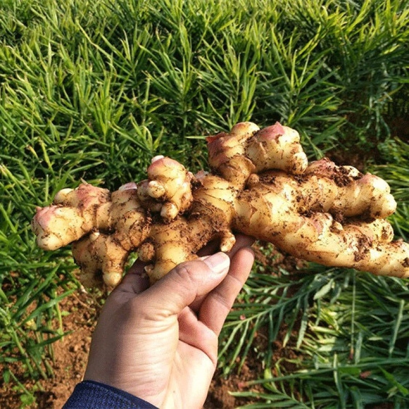 农家自种生姜老姜，现挖现发，可做姜种，批发零售
