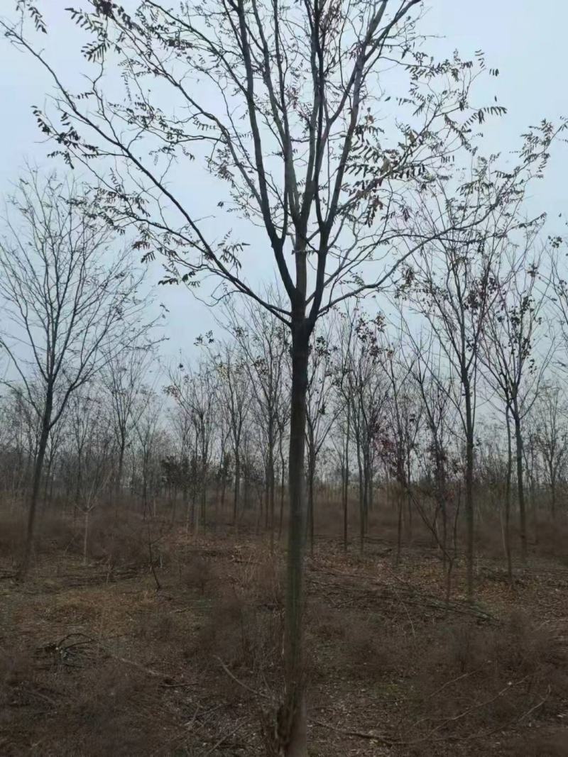 香花槐