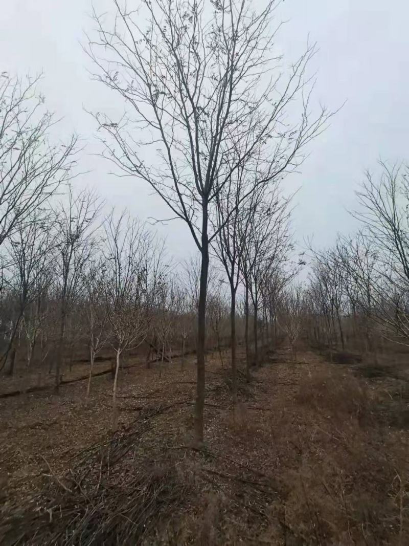 香花槐