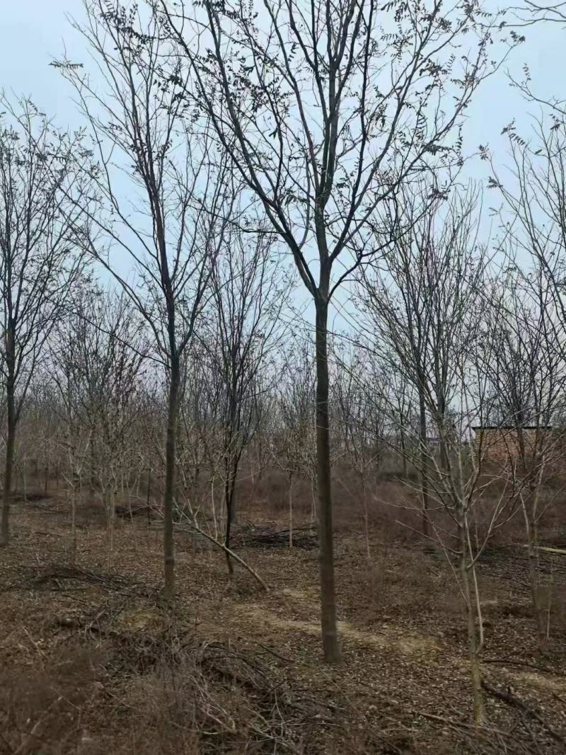 香花槐