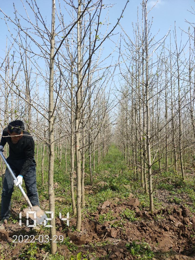 银杏苗银杏树2-20公分（白果树)，支持线上保障交易