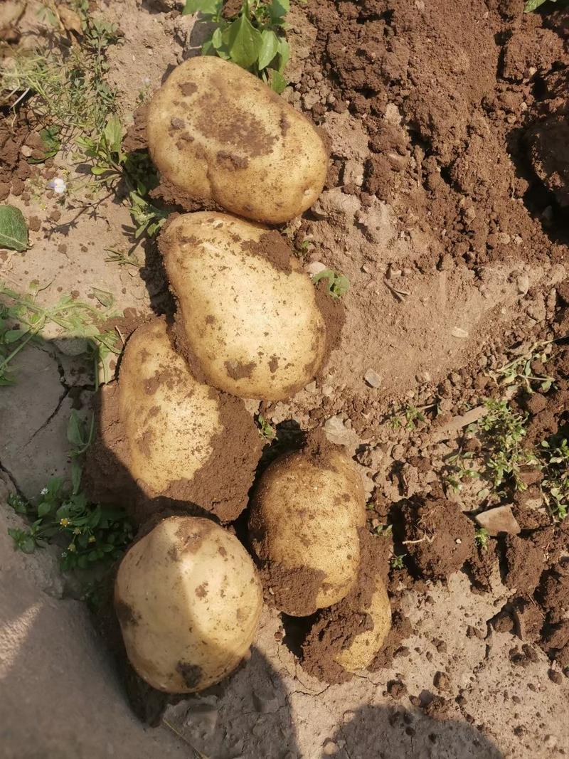丽薯6号云南土豆、丽薯六号土豆、新鲜现挖大果中果