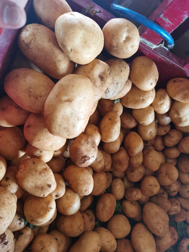 丽薯6号云南土豆、丽薯六号土豆、新鲜现挖大果中果
