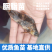 中华胭脂鱼苗又名富贵鱼鱼场直供送货上门欢迎联系