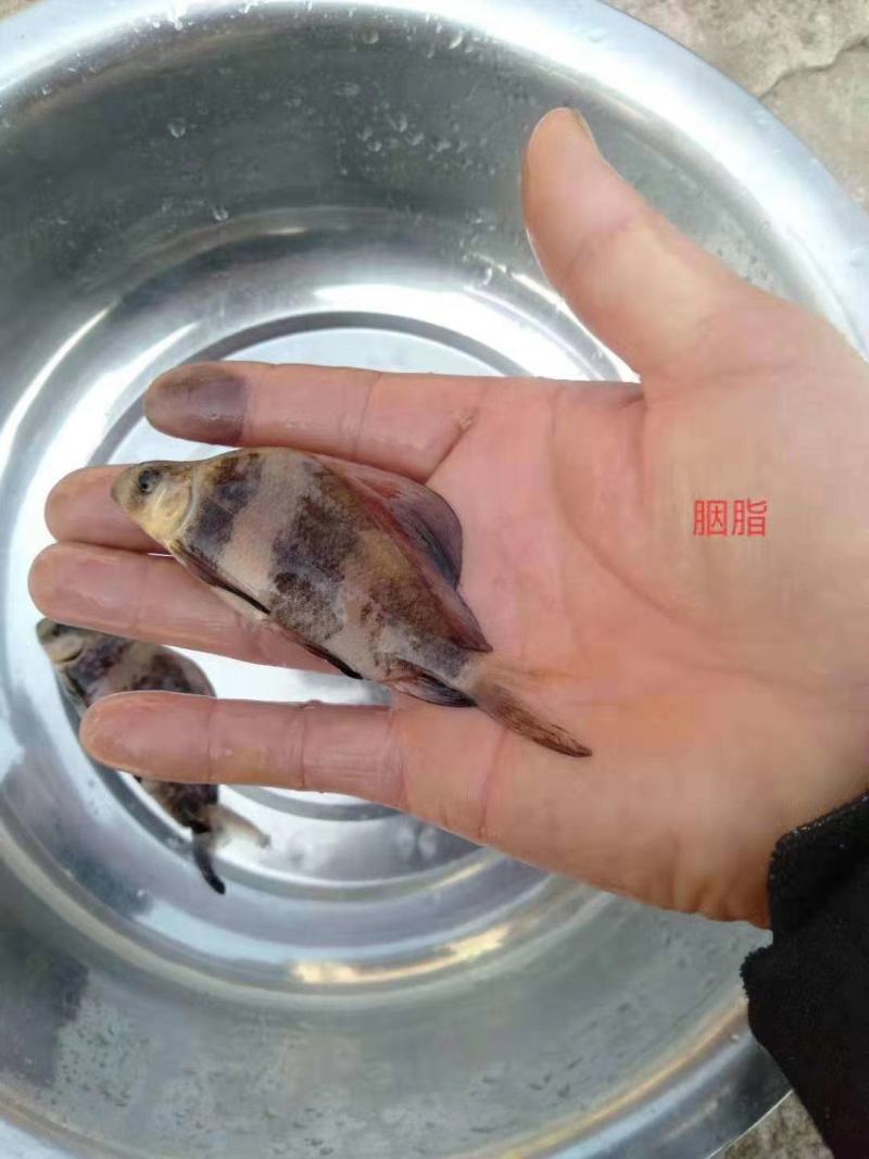 中华胭脂鱼苗又名富贵鱼鱼场直供送货上门欢迎联系