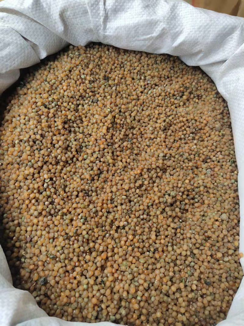 去皮黄精种子，净子姜形老虎姜形种子，甜口老虎姜黄精种子！