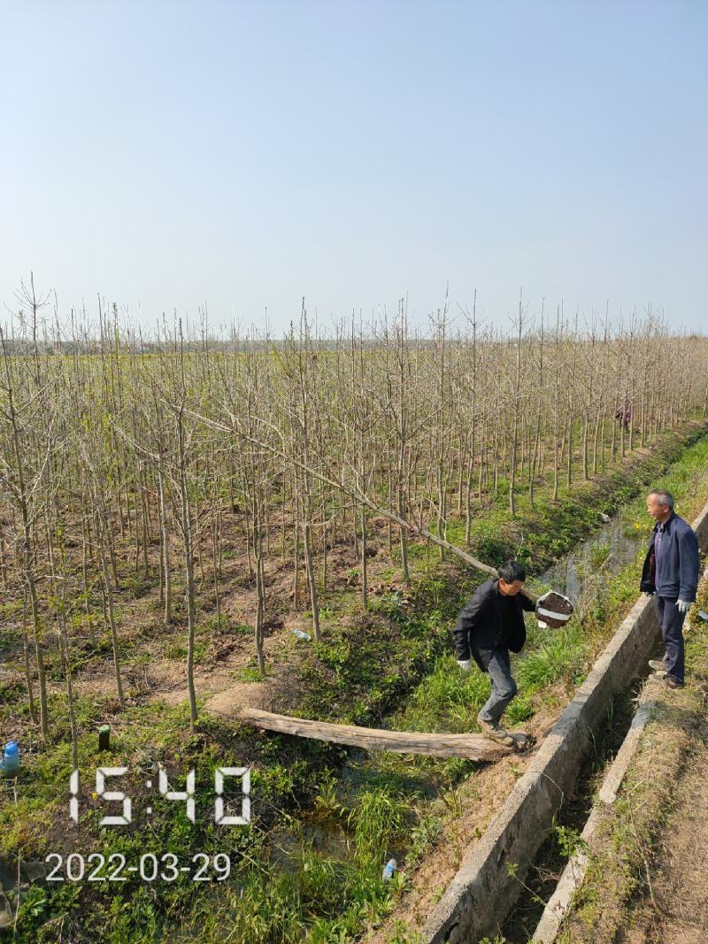 银杏苗银杏树2-20公分（白果树)，支持线上保障交易