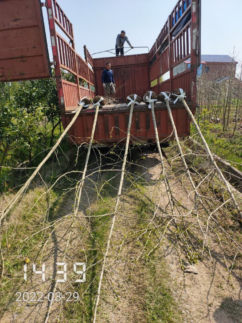 银杏苗银杏树2-20公分（白果树)，支持线上保障交易