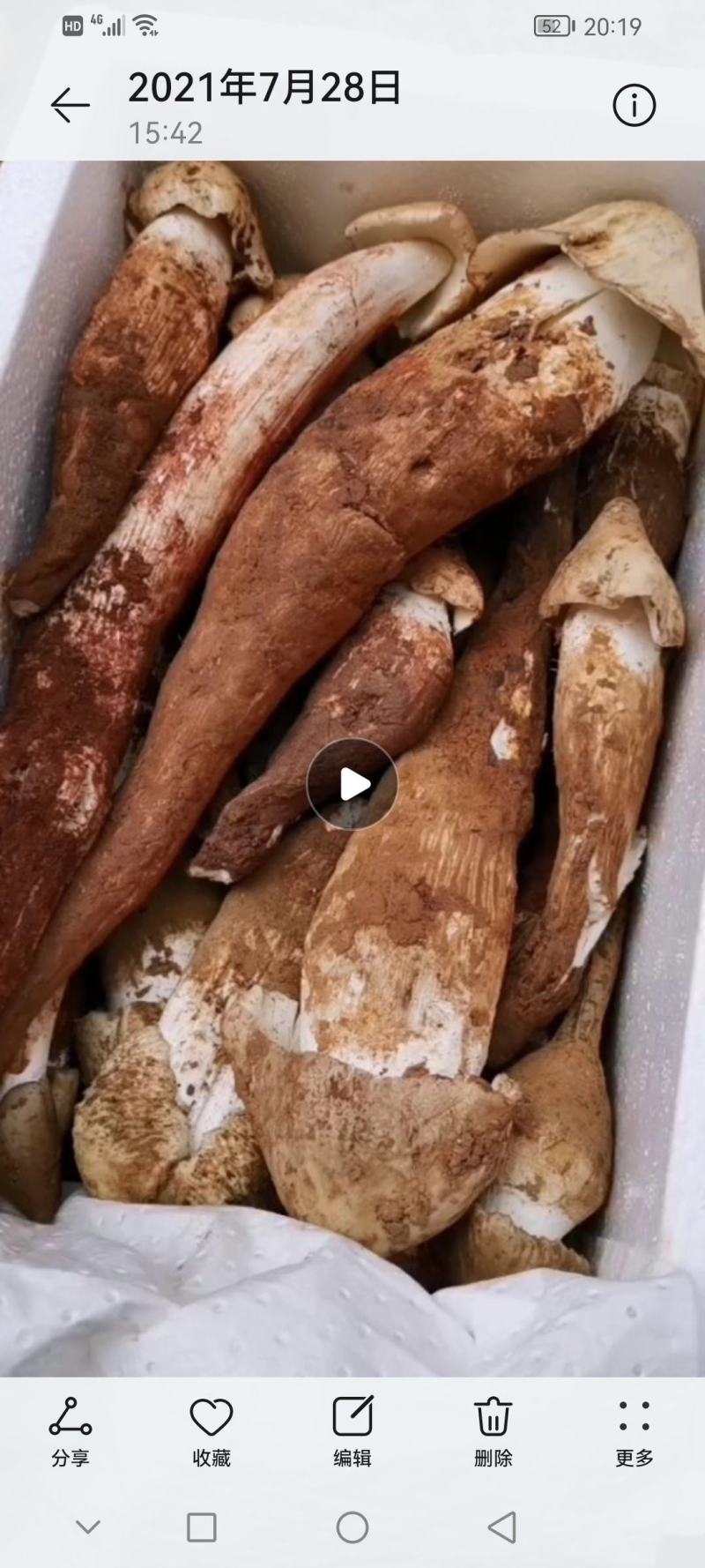 大凉山野生菌