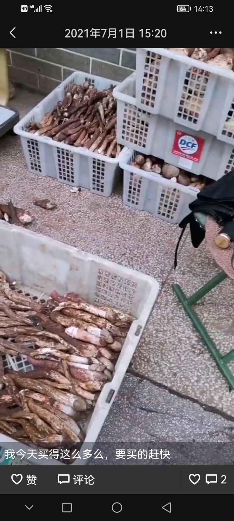 大凉山野生菌