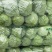 包菜甘蓝市场货电商货包菜圆包菜多多买菜美团