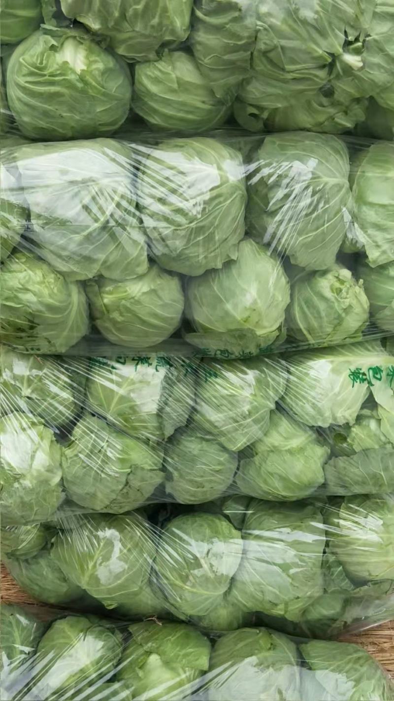 包菜甘蓝市场货电商货包菜圆包菜多多买菜美团