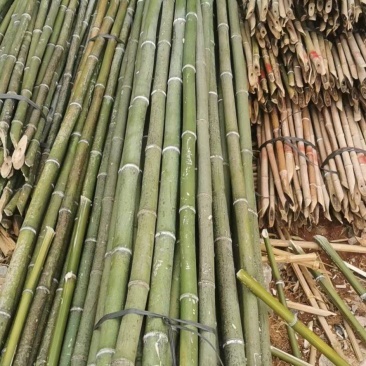 菜架竹金竹
