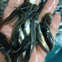 鲶鱼大囗鲶鱼胡子鲶