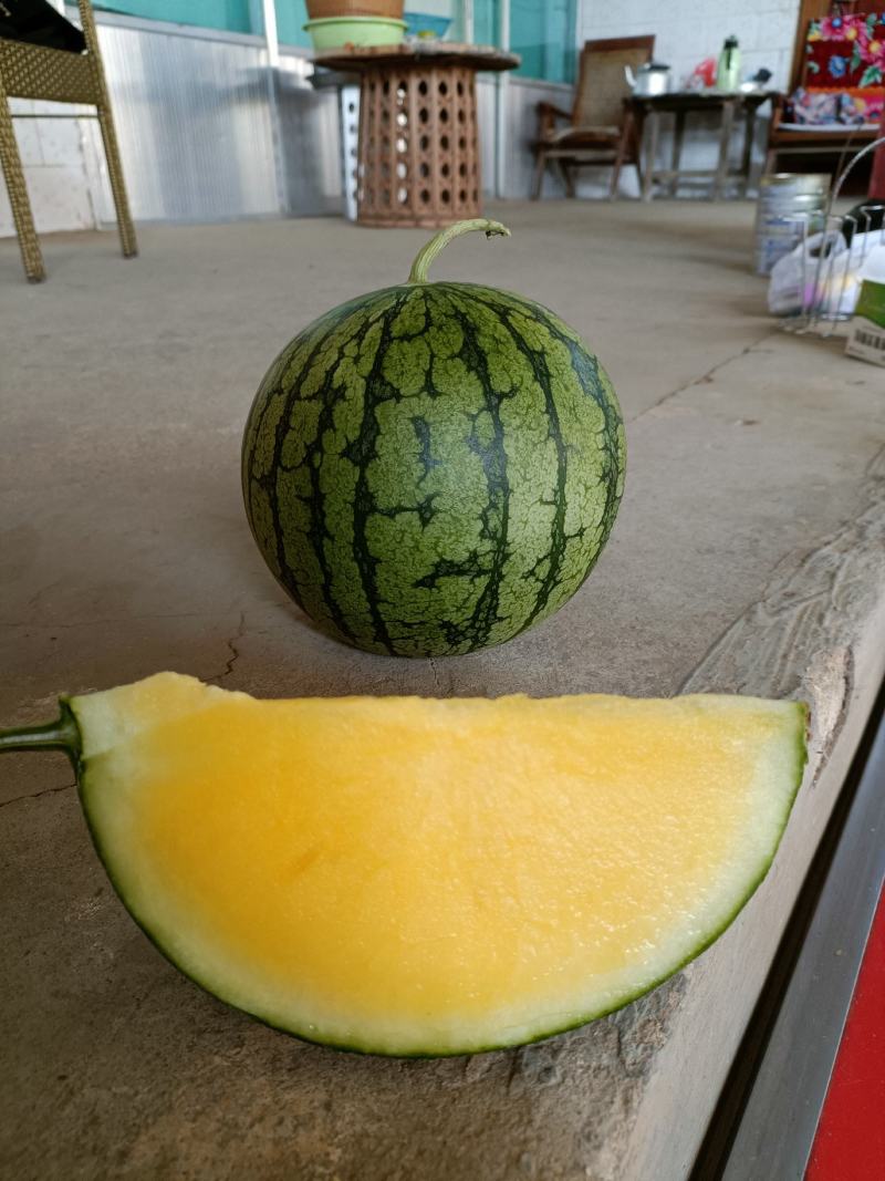 特小凤西瓜