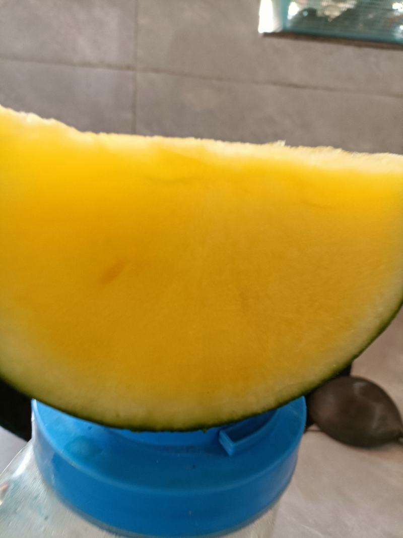 特小凤西瓜